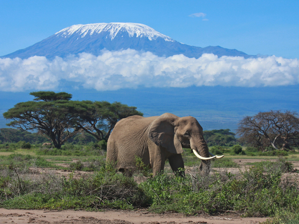 Days Mid Range Safari Saftrek Adventures Safaris