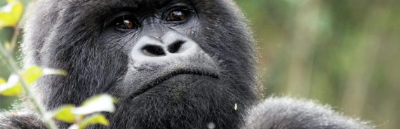 Mountain-Gorilla-in-Bwindi-Impenetrable-Forest-Uganda-Gorilla-Link-Tours-1228x691